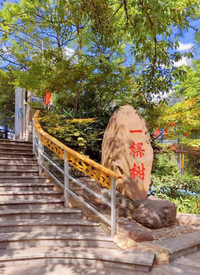单南山一棵树+磁器口+长江索道精华全涵盖
