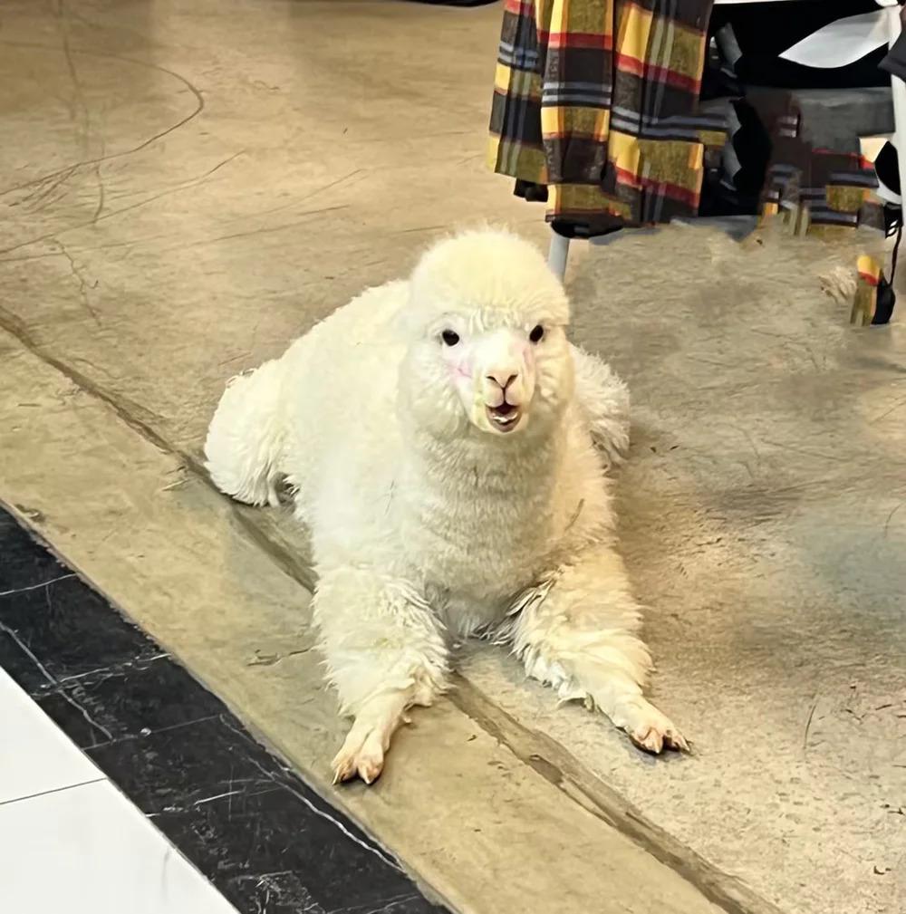 北大哥10 年开了 400 家火锅店PG